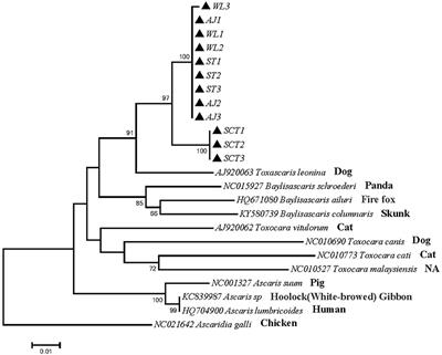 Molecular Identification and Phylogenetic Analysis of Ascarids in Wild Animals